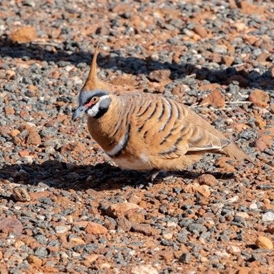 Geophaps plumifera (Spinifex Pigeon) at Petermann, NT - 10 Jun 2022 by AlisonMilton