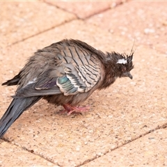 Geophaps plumifera (Spinifex Pigeon) at Yulara, NT - 10 Jun 2022 by AlisonMilton