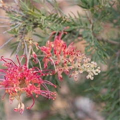 Grevillea sp. at Yulara, NT - 10 Jun 2022 by AlisonMilton