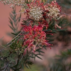 Unverified at suppressed - suppressed