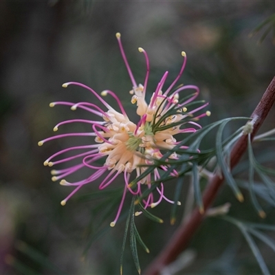 Grevillea sp. at Yulara, NT - 10 Jun 2022 by AlisonMilton