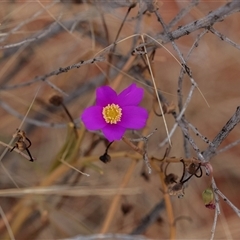 Unidentified Other Wildflower or Herb at Yulara, NT - 10 Jun 2022 by AlisonMilton