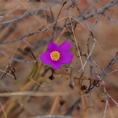 Unidentified Other Wildflower or Herb at Yulara, NT - 10 Jun 2022 by AlisonMilton