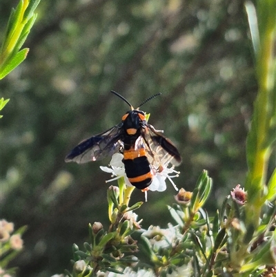 Pterygophorus cinctus (Bottlebrush sawfly) at Bungendore, NSW - 11 Jan 2025 by clarehoneydove