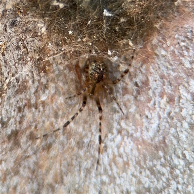 Cryptachaea veruculata (Diamondback comb-footed spider) at Casey, ACT - 11 Jan 2025 by Hejor1