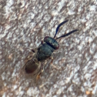 Sphecidae or Crabronidae (families) at Casey, ACT - 11 Jan 2025 by Hejor1