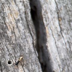 Megalyra sp. (genus) (Long-tailed wasp) at Casey, ACT - 11 Jan 2025 by Hejor1