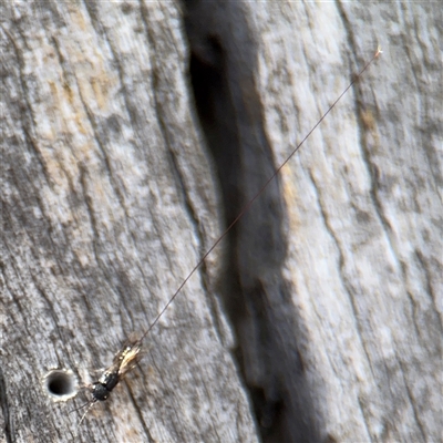 Megalyra sp. (genus) at Casey, ACT - 11 Jan 2025 by Hejor1