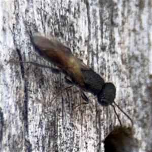 Megalyra sp. (genus) at Casey, ACT - 11 Jan 2025 02:25 PM