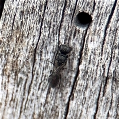 Crabronidae (family) at Casey, ACT - 11 Jan 2025 by Hejor1