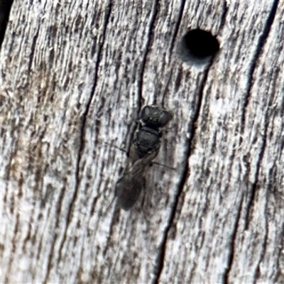 Crabronidae (family) at Casey, ACT - 11 Jan 2025 by Hejor1