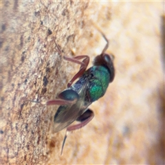 Pteromalidae (family) at Casey, ACT - 11 Jan 2025 02:00 PM