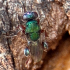 Pteromalidae (family) at Casey, ACT - 11 Jan 2025 02:00 PM