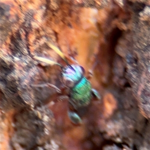 Pteromalidae (family) at Casey, ACT - 11 Jan 2025 02:00 PM