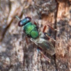 Pteromalidae (family) at Casey, ACT - 11 Jan 2025 02:00 PM