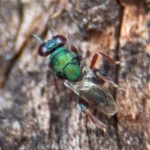 Pteromalidae (family) at Casey, ACT - 11 Jan 2025 02:00 PM