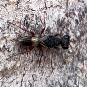 Eupelmidae (family) at Casey, ACT - 11 Jan 2025 01:39 PM