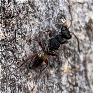 Eupelmidae (family) at Casey, ACT - 11 Jan 2025 01:39 PM