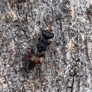 Eupelmidae (family) at Casey, ACT - 11 Jan 2025 01:39 PM