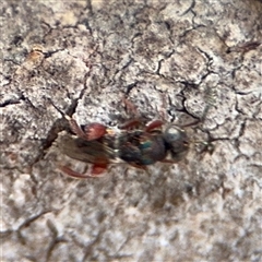 Chalcidoidea (superfamily) (A gall wasp or Chalcid wasp) at Casey, ACT - 11 Jan 2025 by Hejor1