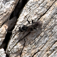 Pompilidae (family) at Casey, ACT - 11 Jan 2025 by Hejor1