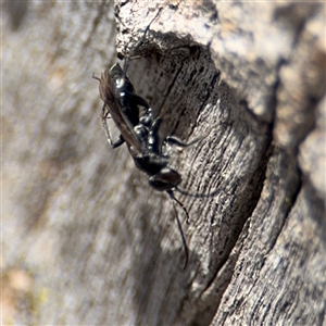 Pompilidae (family) at Casey, ACT - 11 Jan 2025 02:30 PM