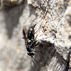 Pompilidae (family) at Casey, ACT - 11 Jan 2025 02:30 PM