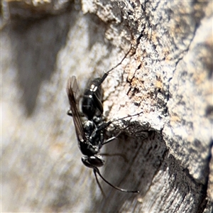 Pompilidae (family) at Casey, ACT - 11 Jan 2025 02:30 PM