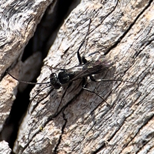 Pompilidae (family) at Casey, ACT - 11 Jan 2025 02:30 PM