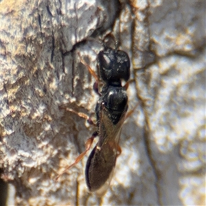 Bethylidae (family) at Casey, ACT - 11 Jan 2025 02:31 PM