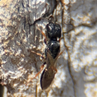 Bethylidae (family) (Bethylid wasp) at Casey, ACT - 11 Jan 2025 by Hejor1