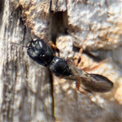 Bethylidae (family) at Casey, ACT - 11 Jan 2025 02:31 PM