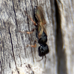 Bethylidae (family) at Casey, ACT - 11 Jan 2025 02:31 PM