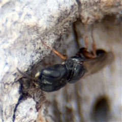 Bethylidae (family) at Casey, ACT - 11 Jan 2025 02:31 PM