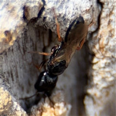 Bethylidae (family) at Casey, ACT - 11 Jan 2025 02:31 PM