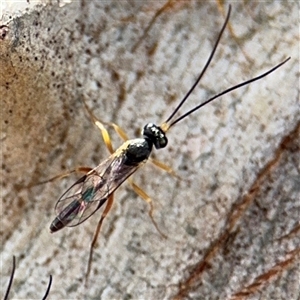 Ichneumonoidea (Superfamily) at Casey, ACT - 11 Jan 2025 02:33 PM