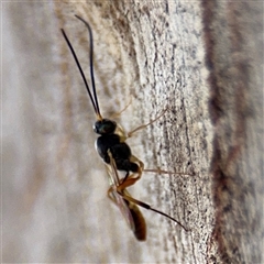 Ichneumonoidea (Superfamily) at Casey, ACT - 11 Jan 2025 02:33 PM