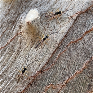 Ichneumonoidea (Superfamily) at Casey, ACT - 11 Jan 2025 02:33 PM