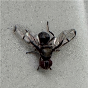 Pogonortalis doclea at Isaacs, ACT - 11 Jan 2025 05:05 PM