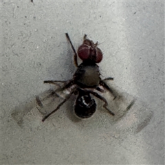 Pogonortalis doclea at Isaacs, ACT - 11 Jan 2025 05:05 PM