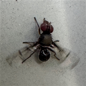 Pogonortalis doclea at Isaacs, ACT - 11 Jan 2025 05:05 PM