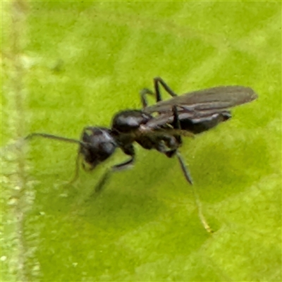 Formicidae (family) (Unidentified ant) at Isaacs, ACT - 11 Jan 2025 by Hejor1