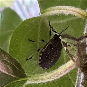 Platycoris sp. (genus) at Isaacs, ACT - 11 Jan 2025