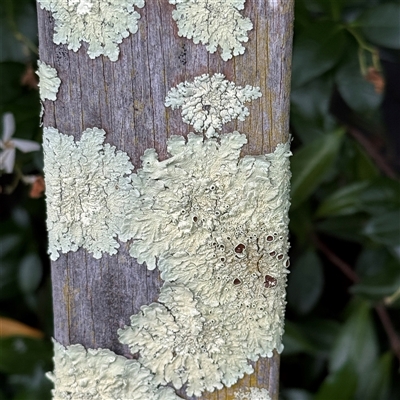 Flavoparmelia sp. (Flavoparmelia Lichen) at Isaacs, ACT - 11 Jan 2025 by Hejor1