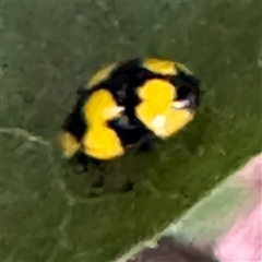 Illeis galbula (Fungus-eating Ladybird) at Isaacs, ACT - 11 Jan 2025 by Hejor1