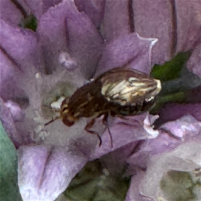 Steganopsis melanogaster (A lauxaniid fly) at Isaacs, ACT - 11 Jan 2025 by Hejor1