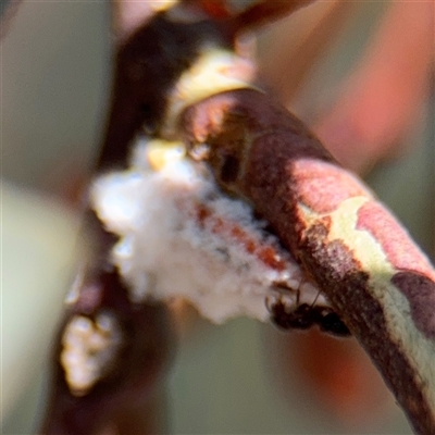 Monophlebidae (family) (Mealy Bugs) at Casey, ACT - 11 Jan 2025 by Hejor1