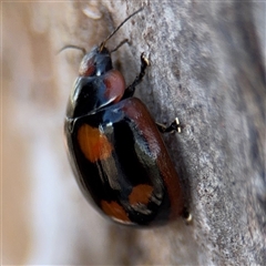 Paropsisterna beata (Blessed Leaf Beetle) at Casey, ACT - 11 Jan 2025 by Hejor1