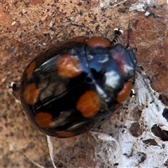 Paropsisterna beata at Casey, ACT - 11 Jan 2025 02:17 PM