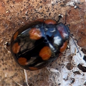 Paropsisterna beata at Casey, ACT - 11 Jan 2025 02:17 PM